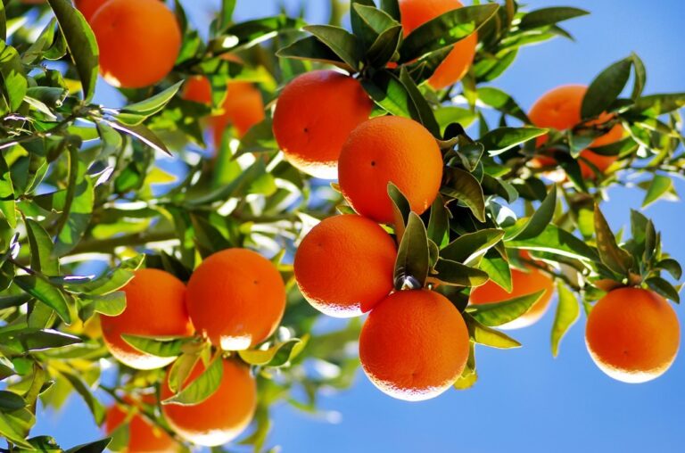 Ktoré ovocie a zelenina má najviac vitamínu C? TOP 26 druhov