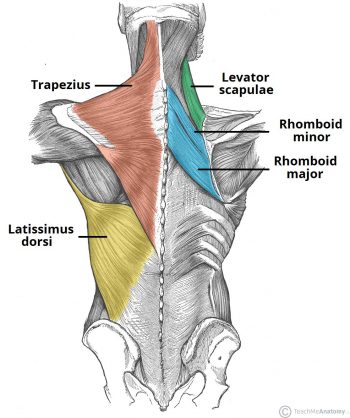 chrbát anatómia